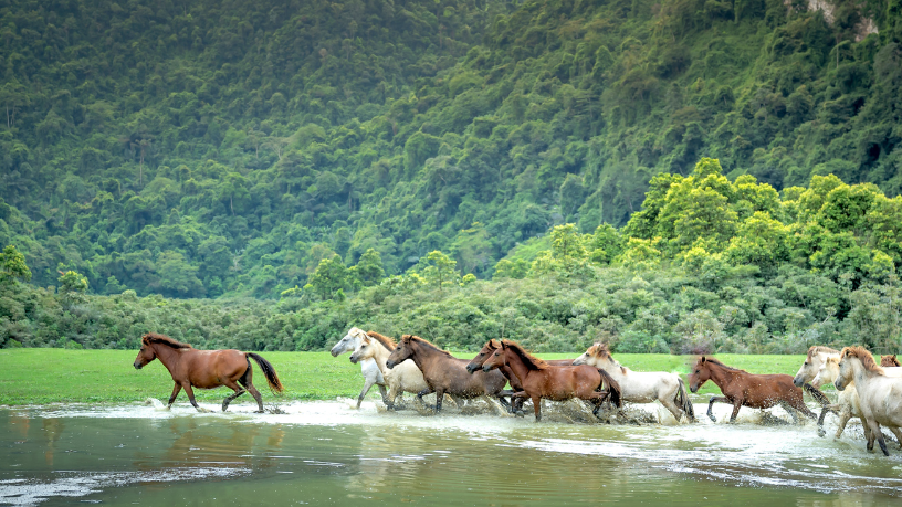 A versatilidade do Cavalo Crioulo e a resistência do Árabe revelam novas possibilidades no cenário equestre, afirma Aldo Vendramin.